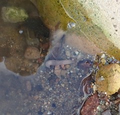 Aporrectodea caliginosa