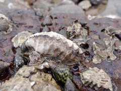 Saccostrea cuccullata