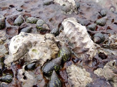 Saccostrea cuccullata