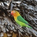 Fischer's Lovebird - Photo (c) Floyd E. Hayes, some rights reserved (CC BY-NC), uploaded by Floyd E. Hayes