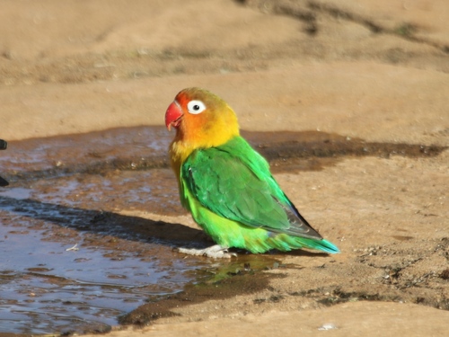 Fischer's Lovebird, photo 10 of 10