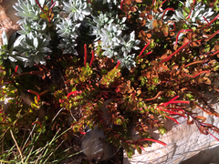 Epilobium rubro-marginatum