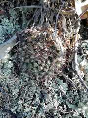 Mammillaria discolor