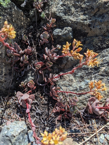 Image of Sedum kiersteadiae by (c) Kayla Sweeten, some rights reserved (CC BY)
