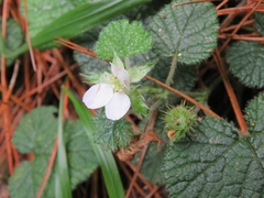 Rubus pectinellus