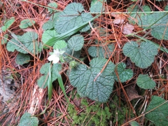 Rubus pectinellus
