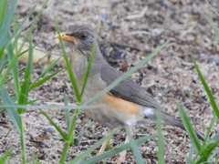 Turdus pelios