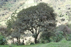 Hieronyma macrocarpa