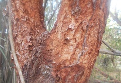 Enterolobium cyclocarpum