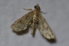 Sufetula