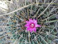 Echinofossulocactus crispatus