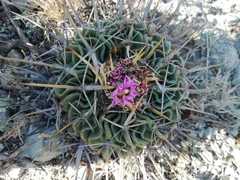 Echinofossulocactus crispatus