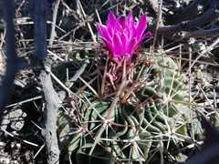 Echinofossulocactus crispatus