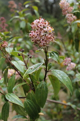 Miconia crocea