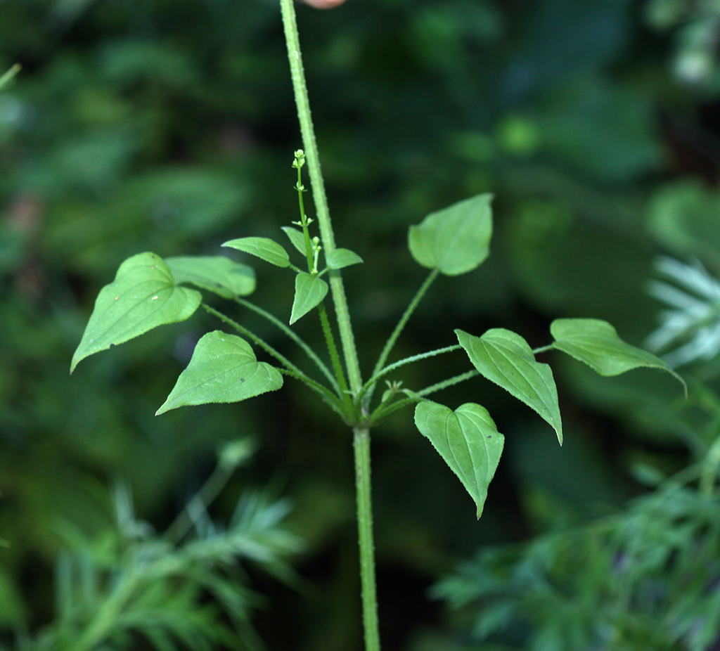 Indian Madder