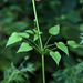 Rubia cordifolia - Photo (c) V.S. Volkotrub,  זכויות יוצרים חלקיות (CC BY-NC), הועלה על ידי V.S. Volkotrub