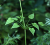 Indian Madder - Photo (c) V.S. Volkotrub, some rights reserved (CC BY-NC), uploaded by V.S. Volkotrub