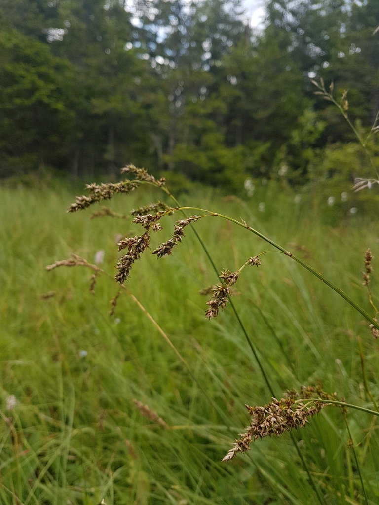 Greater Tussock-sedge