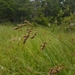 Carex paniculata - Photo (c) Věra Kafková, algunos derechos reservados (CC BY-NC), subido por Věra Kafková