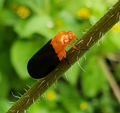 Sphenorhina rhodopepla