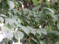 Ulmus uyematsui