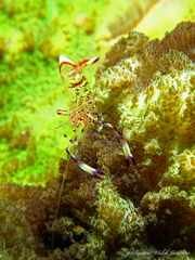 Ancylomenes holthuisi
