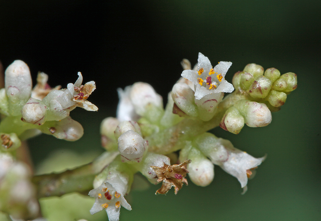 Cuscuta japonica