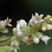 Cuscuta japonica - Photo (c) V.S. Volkotrub, osa oikeuksista pidätetään (CC BY-NC), uploaded by V.S. Volkotrub