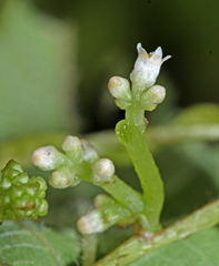 Cuscuta japonica