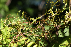 Cuscuta japonica
