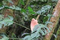 Monstera oreophila image