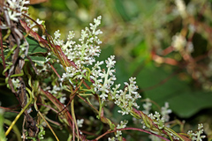 Cuscuta japonica
