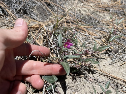 Slimleaf bean (Phaseolus angustissimus)