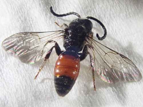 Representative image of Sphecodes gibbus