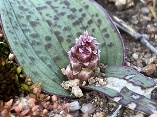 Image of Lachenalia carnosa by (c) Charleen Brunke, some rights reserved (CC BY)