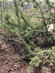 Zenaida galapagoensis galapagoensis