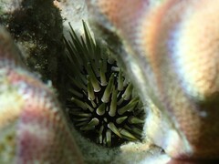 Echinometra mathaei image