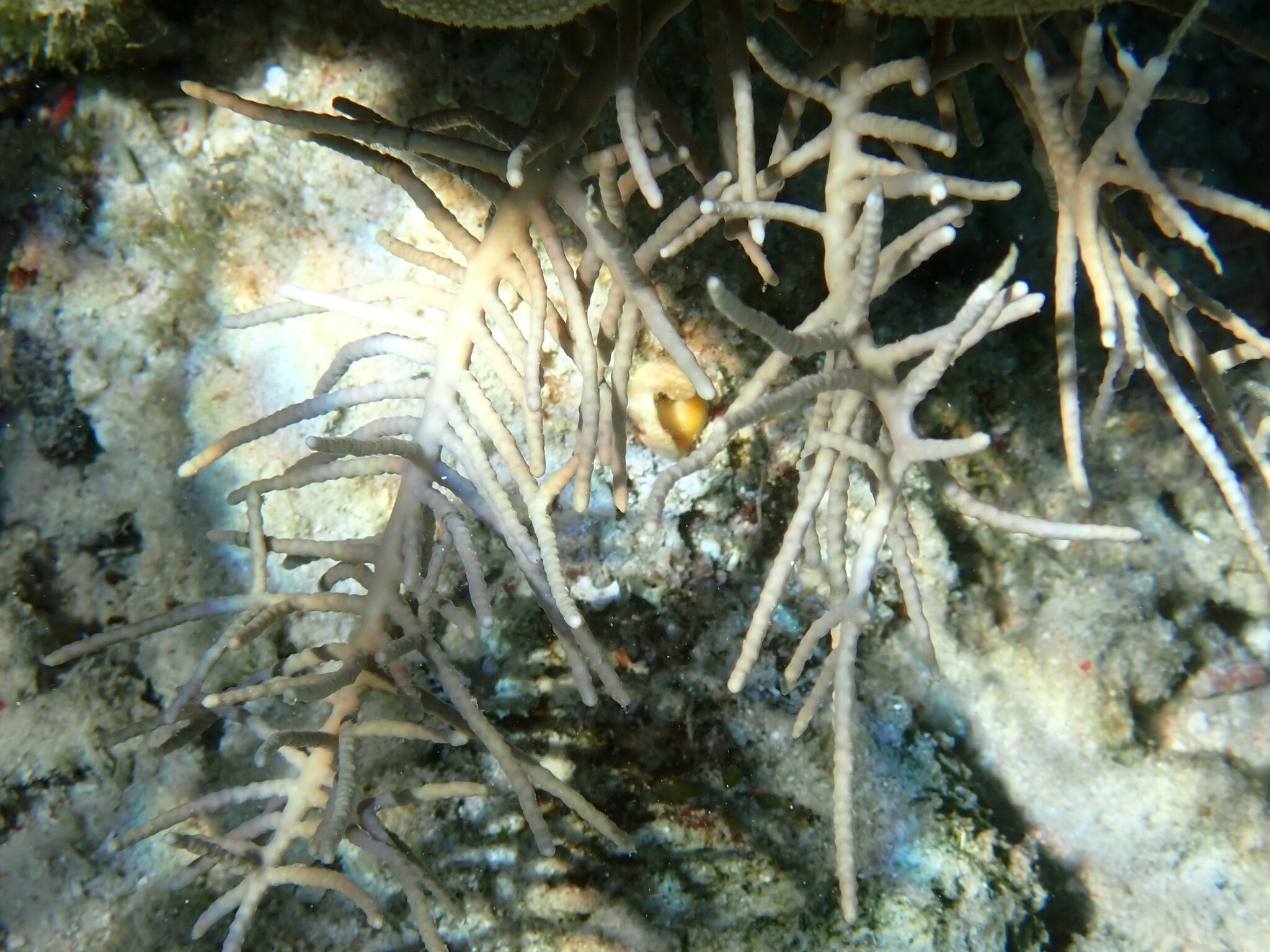 Pinnigorgia flava (Nutting, 1910)