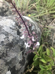 Plectranthus rubropunctatus