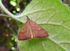 Mnesictena flavidalis