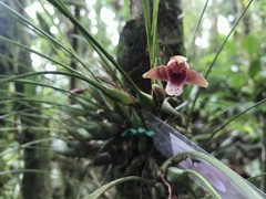 Maxillaria sanguinea
