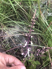 Plectranthus rubropunctatus