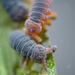 Water Springtails - Photo (c) ariellopezpics, some rights reserved (CC BY-NC)