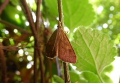 Mnesictena flavidalis