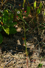 Felicia welwitschii image