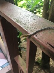 Dryophiops rubescens