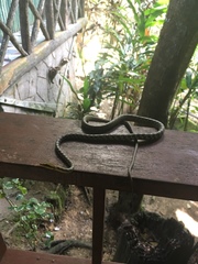 Dryophiops rubescens