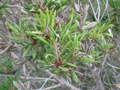 Comarostaphylis diversifolia diversifolia