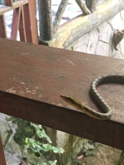 Dryophiops rubescens