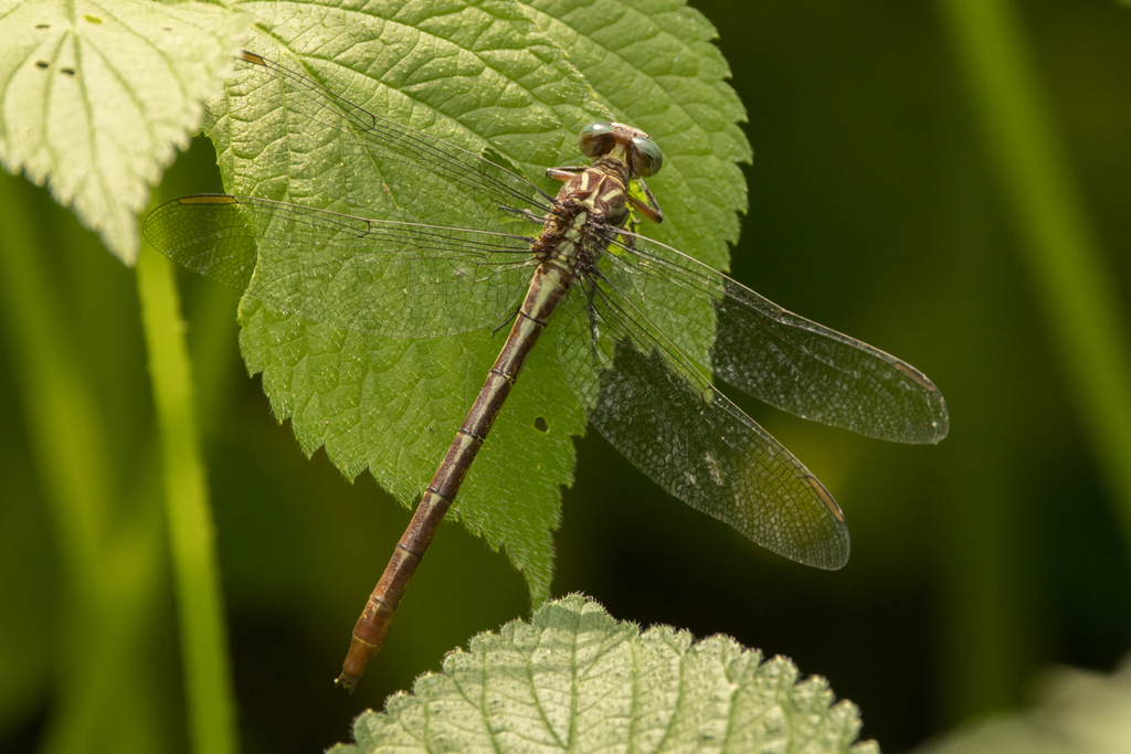 russet-tipped-clubtail-from-campbell-county-ky-usa-on-august-22-2023